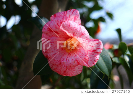 Tsubaki Tang Jun Tsubaki Tang Jun 27927140