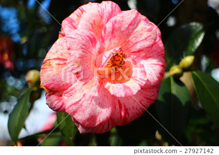 Tsubaki Tang Jun Tsubaki Tang Jun 27927142