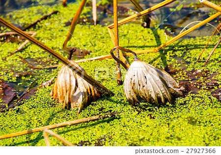 Lotus flower tray 27927366