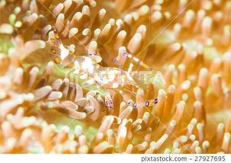 Sea anemone fish shrimp Sea anemone fish shrimp 27927695