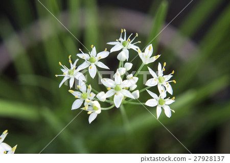 Nira Flower 27928137