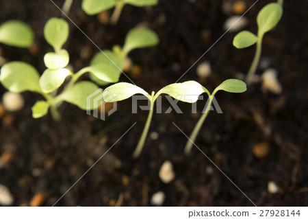 Salad lettuce futaba 27928144