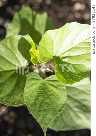 Sweet potato leaves 27928145