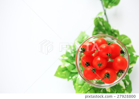 Tomato   27928800