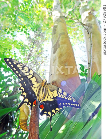 Ageha的旅程 Ageha的旅程 27928981