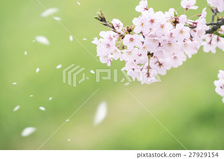 SakuraFubuki SakuraFubuki 27929154