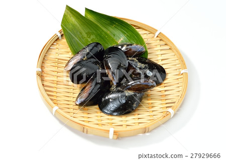 Mussels (Miyagi prefecture). 27929666