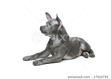 Thai ridgeback puppy 27929744