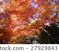 Koishikawa Korakuen - Autumn leaves - 27929843