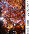Koishikawa Korakuen - Autumn leaves - 27929844