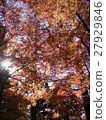 Koishikawa Korakuen - Autumn leaves - 27929846