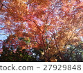Koishikawa Korakuen - Autumn leaves - 27929848