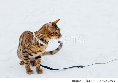 Bengal cat on winter background. 27929895