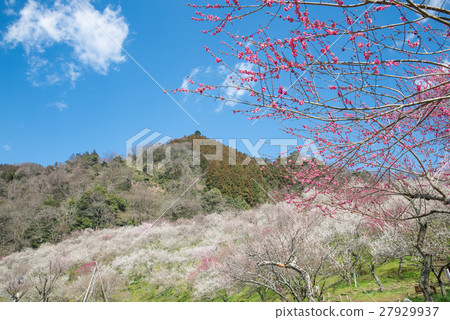 Takao Umeji Tree Plum Kinoshita Plum forest 27929937