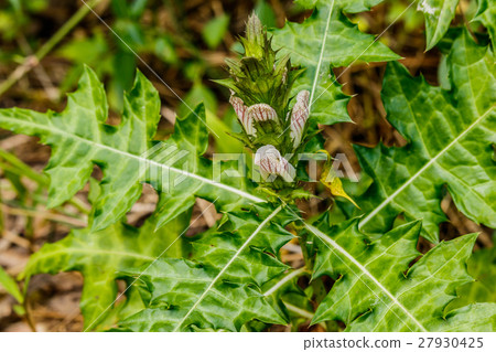 Sea holly or Acanthus ebracteatus. Sea holly or Acanthus ebracteatus. 27930425