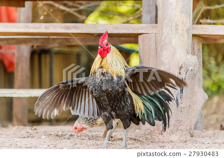 Beautiful Rooster (Male Chicken)  27930483