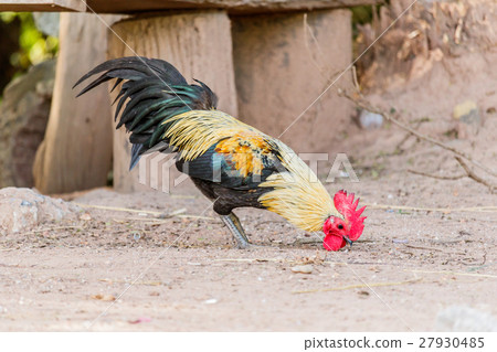 Beautiful Rooster (Male Chicken)  27930485