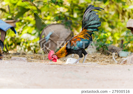 Beautiful Rooster (Male Chicken)  27930516