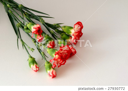 Carnation Carnation 27930772
