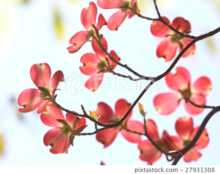 Dogwood red flower Dogwood red flower 27931308