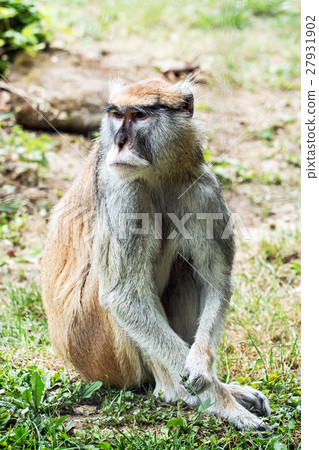 Patas monkey portrait - Erythrocebus patas 27931902