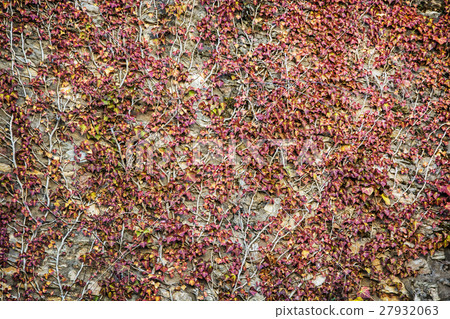 Wall overgrown with ivy plant 27932063