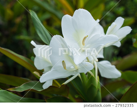 White Ginger Blooming 27932335