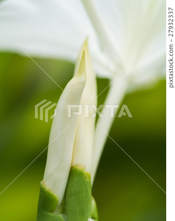 Bud of White Ginger Blooming 27932337
