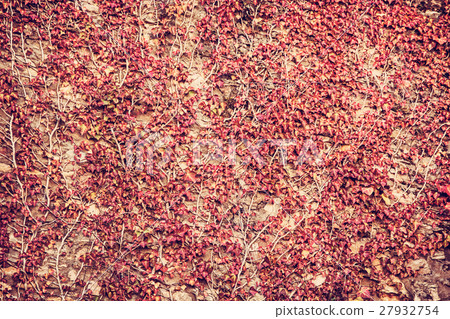 Wall overgrown with ivy plant, photo filter 27932754