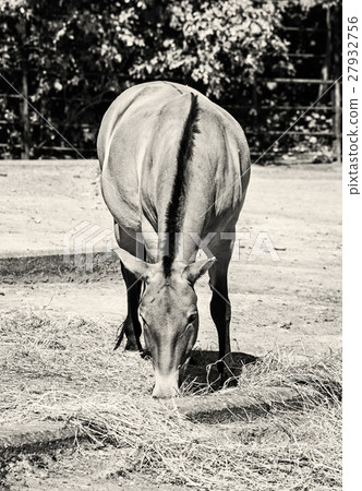 Przewalski's horse feeding, black and white Przewalski's horse feeding, black and white 27932756