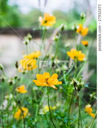 Cosmos flower bloom beautiful Cosmos flower bloom beautiful 27932873