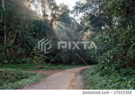 Walkway in tropical rainforest sunlight shine 27933368