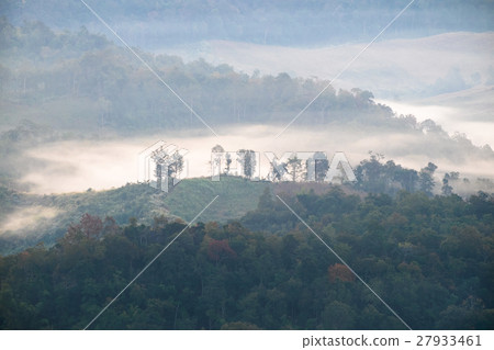 Tree on hill in foggy at dawn 27933461