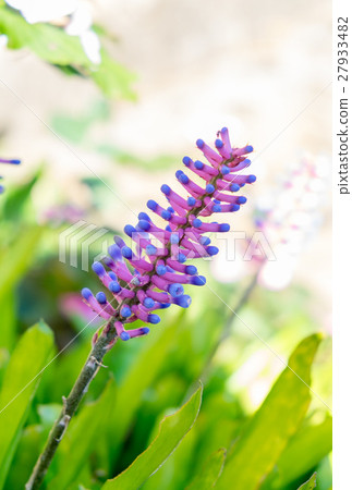 Matchstick Bromeliad,aechmea gamosepala flower 27933482