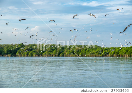 Flock of seagulls emigrate flying in mangrove Flock of seagulls emigrate flying in mangrove 27933493