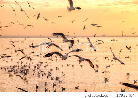 Flock of seagulls flying on sea gulf of thailand 27933494