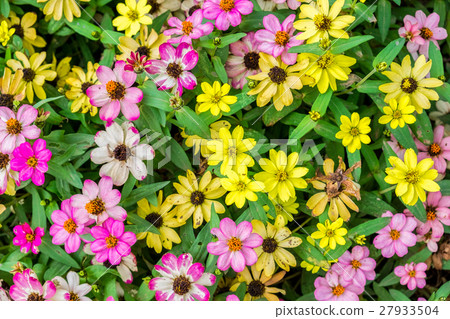 Zinnia bloom flower colorful 27933504