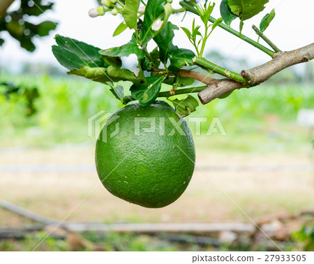 Green grapefruit hang down on twig 27933505