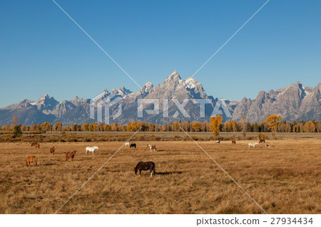 Tetons and Horses in Fall 27934434