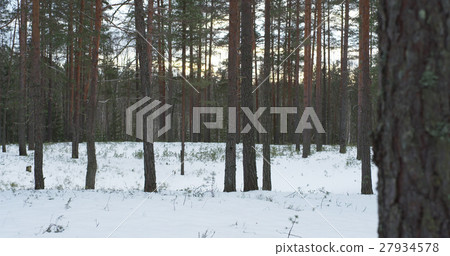 cold winter evening in pine forest cold winter evening in pine forest 27934578