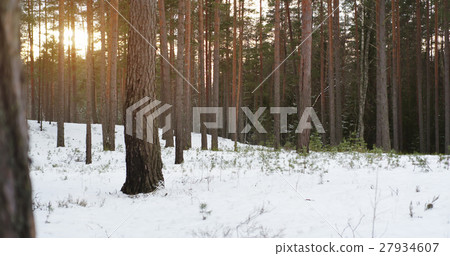 sunset in pine forest in winter sunset in pine forest in winter 27934607