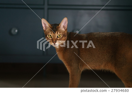 young abyssinian cat standing in living room young abyssinian cat standing in living room 27934680