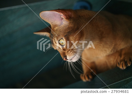 young abyssinian cat sitting on stairs young abyssinian cat sitting on stairs 27934681
