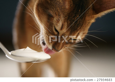 abyssinian kitten eat yogurt from golden spoon abyssinian kitten eat yogurt from golden spoon 27934683