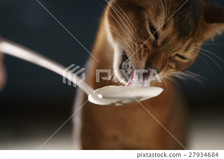abyssinian kitten eat yogurt from golden spoon abyssinian kitten eat yogurt from golden spoon 27934684