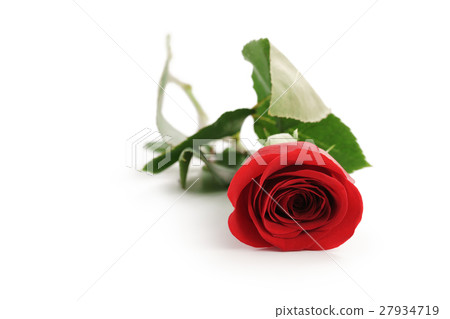beautiful single red rose on white background with 27934719