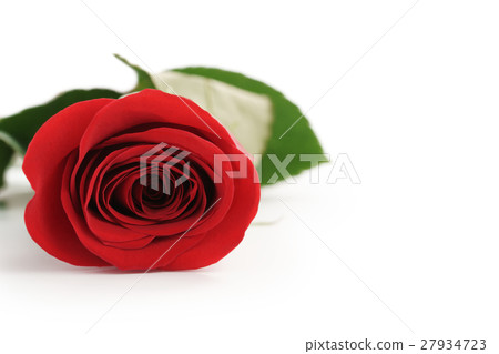 beautiful single red rose on white background with 27934723
