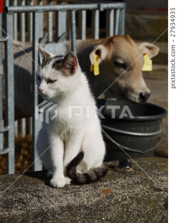 cow and cat 27934935