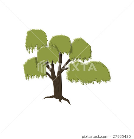 willow tree isolated on white willow tree isolated on white 27935420
