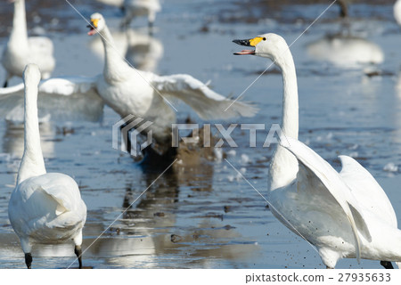 Standing swan 27935633